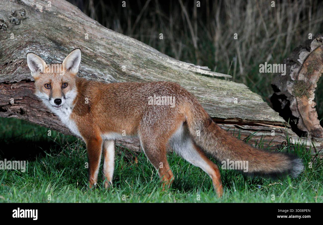 FOX che va in foraggio di notte, Regno Unito. Foto Stock