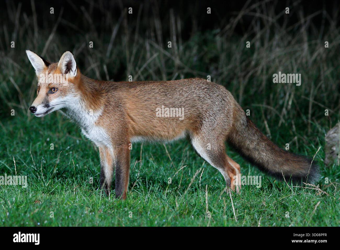 FOX in un campo di notte, Regno Unito. Foto Stock