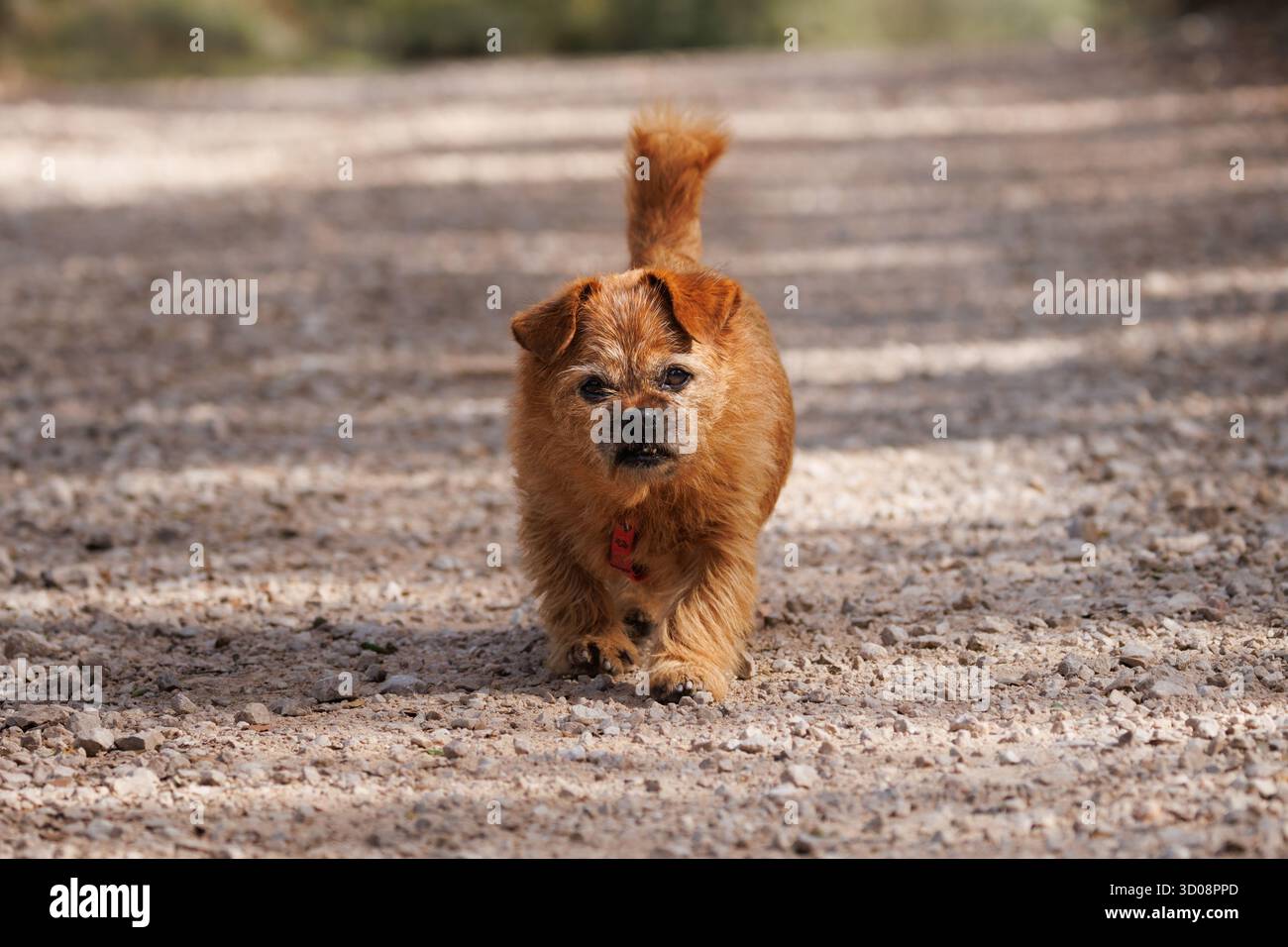 Un lapdog cammina orgogliosamente su una strada sterrata, in Spagna Foto Stock