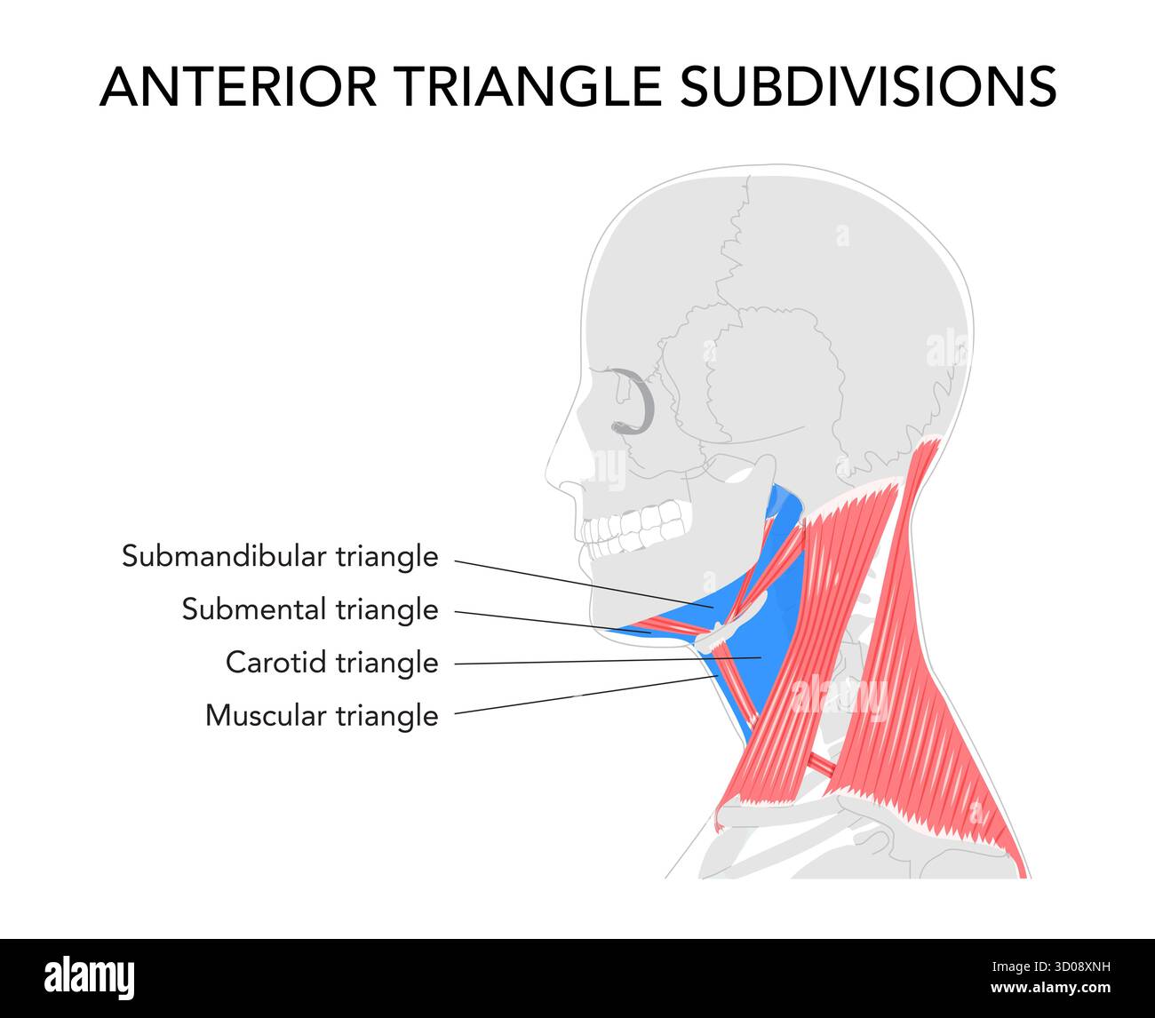 Grafico del triangolo anteriore del collo, confini e divisioni dettagliati, submandibolare, submentale, carotide, triangoli muscolari, illustrazione anatomica, educazione scientifica, anatomia clinica, diagramma etichettato. Illustrazione Vettoriale
