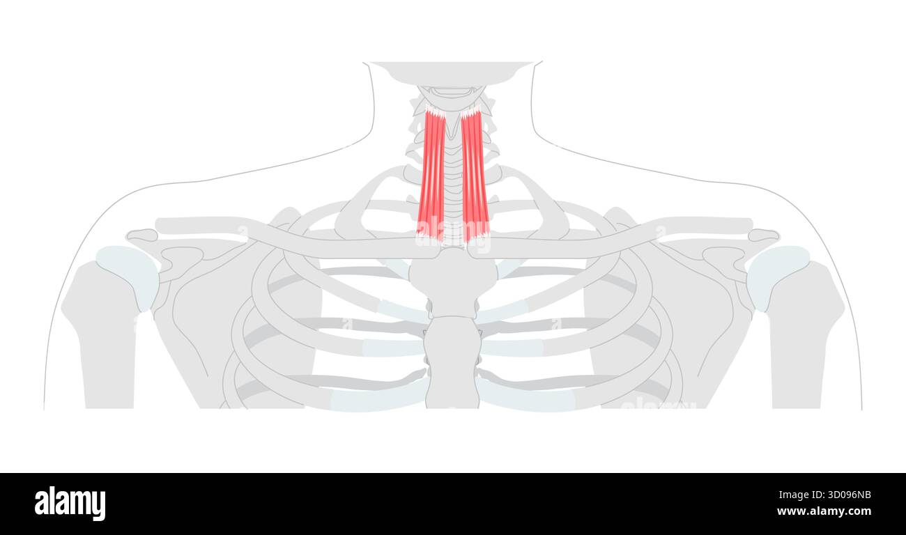 Sternotiroide - muscolo infraioide raffigurato in un grafico anatomico che deprime la cartilagine tiroidea, importante per il movimento della laringe e la modulazione vocale, utilizzato nell'illustrazione clinica e didattica Illustrazione Vettoriale