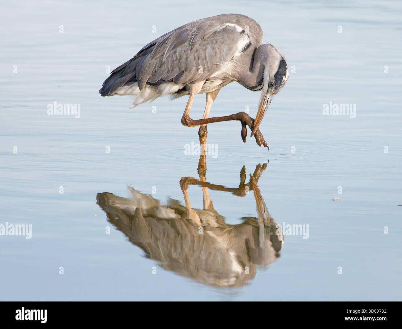 Grey Heron fissando il suo riflesso in acqua, e cercando di capire Foto Stock