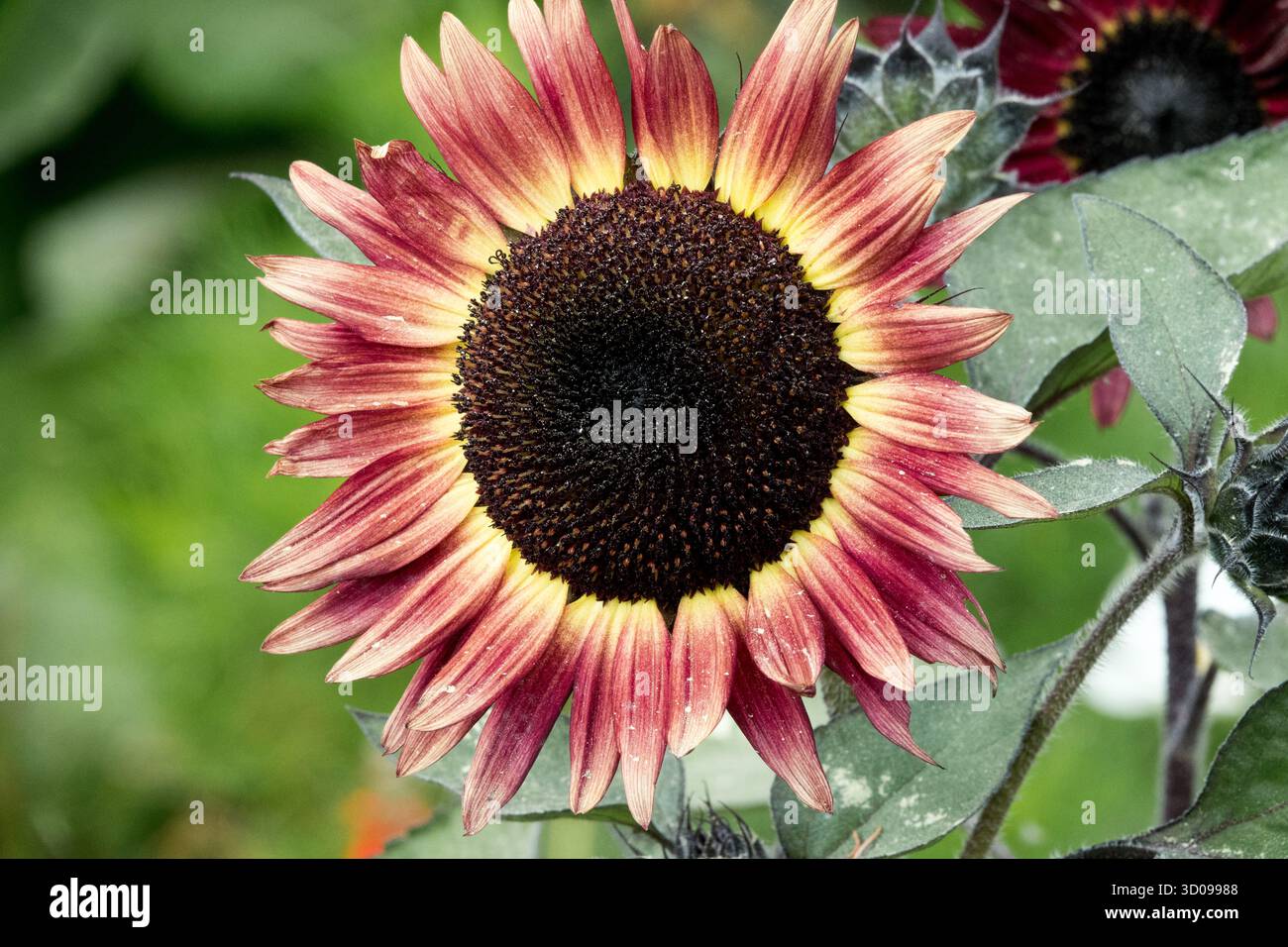 Helianthus annuus 'Desire Red', Giardino Girasole, Vista ravvicinata dei fiori rossi Foto Stock