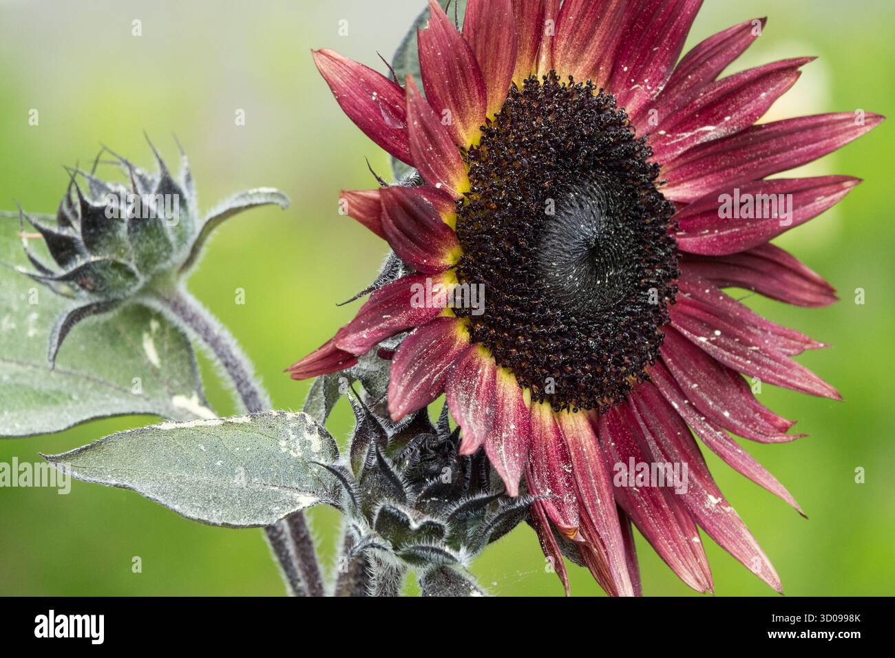 Garden Sunflower Red, Helianthus annuus "Desire Red" Helianthus Close-up Fiore dettaglio dettaglio dettaglio dettaglio dettaglio dettaglio, Foto Stock