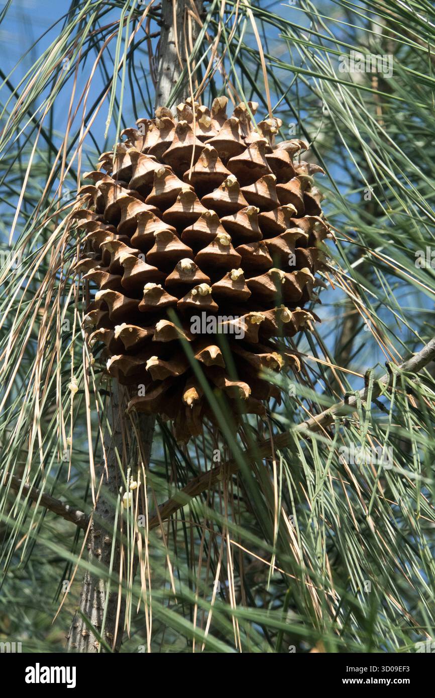 Pinus Cone Pinus Digger Pino cono Pinus sabiniana aka Pinus sabineana Foto Stock