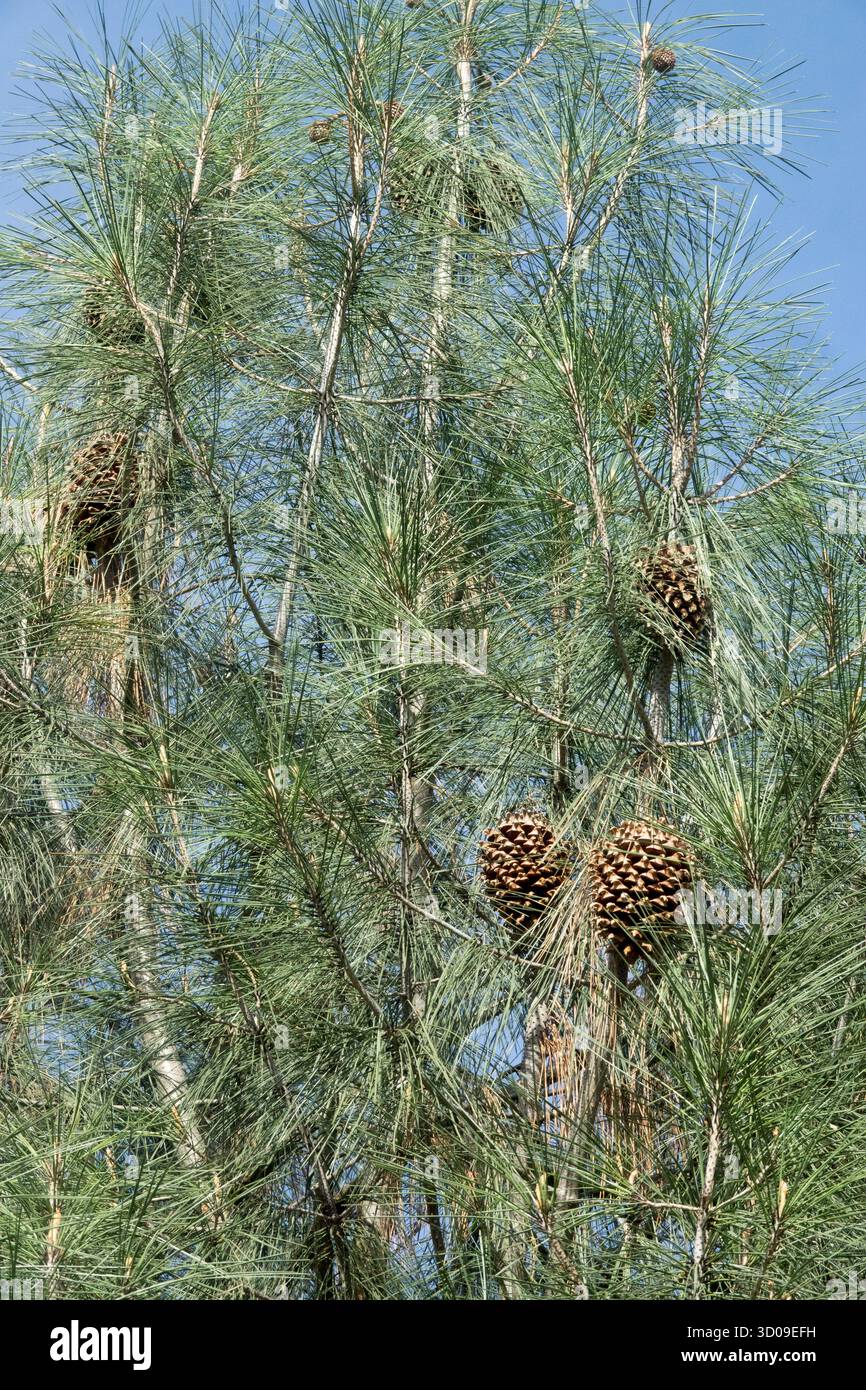 Piante Conifer conifere conifere, Needles Foliage Foto Stock