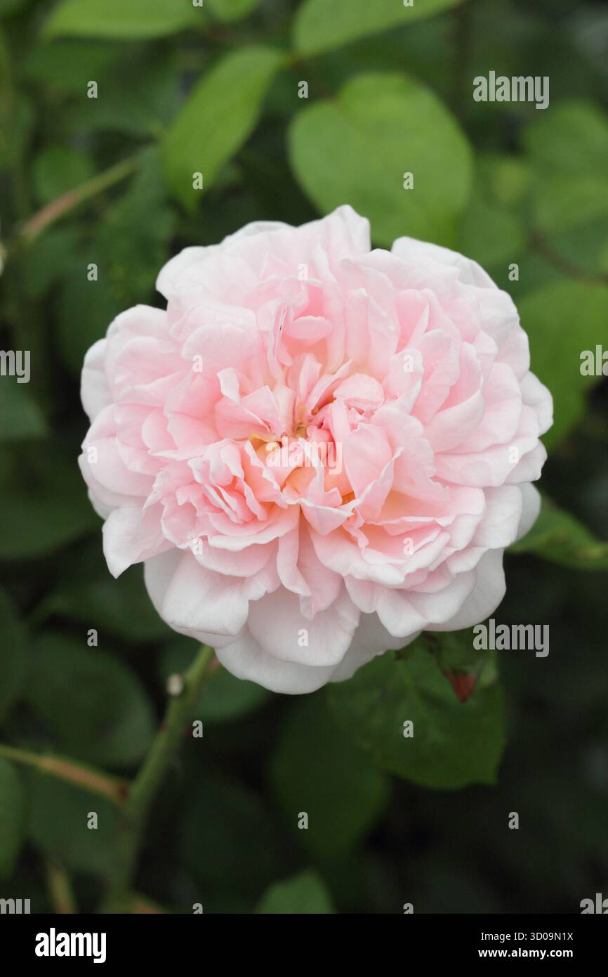 Rosa Eglantyne (Ausmak), rosa inglese allevata da David Austin con classico profumo di rosa vecchio. Chiamato anche Rosa 'Eglantyne Jebb' Foto Stock