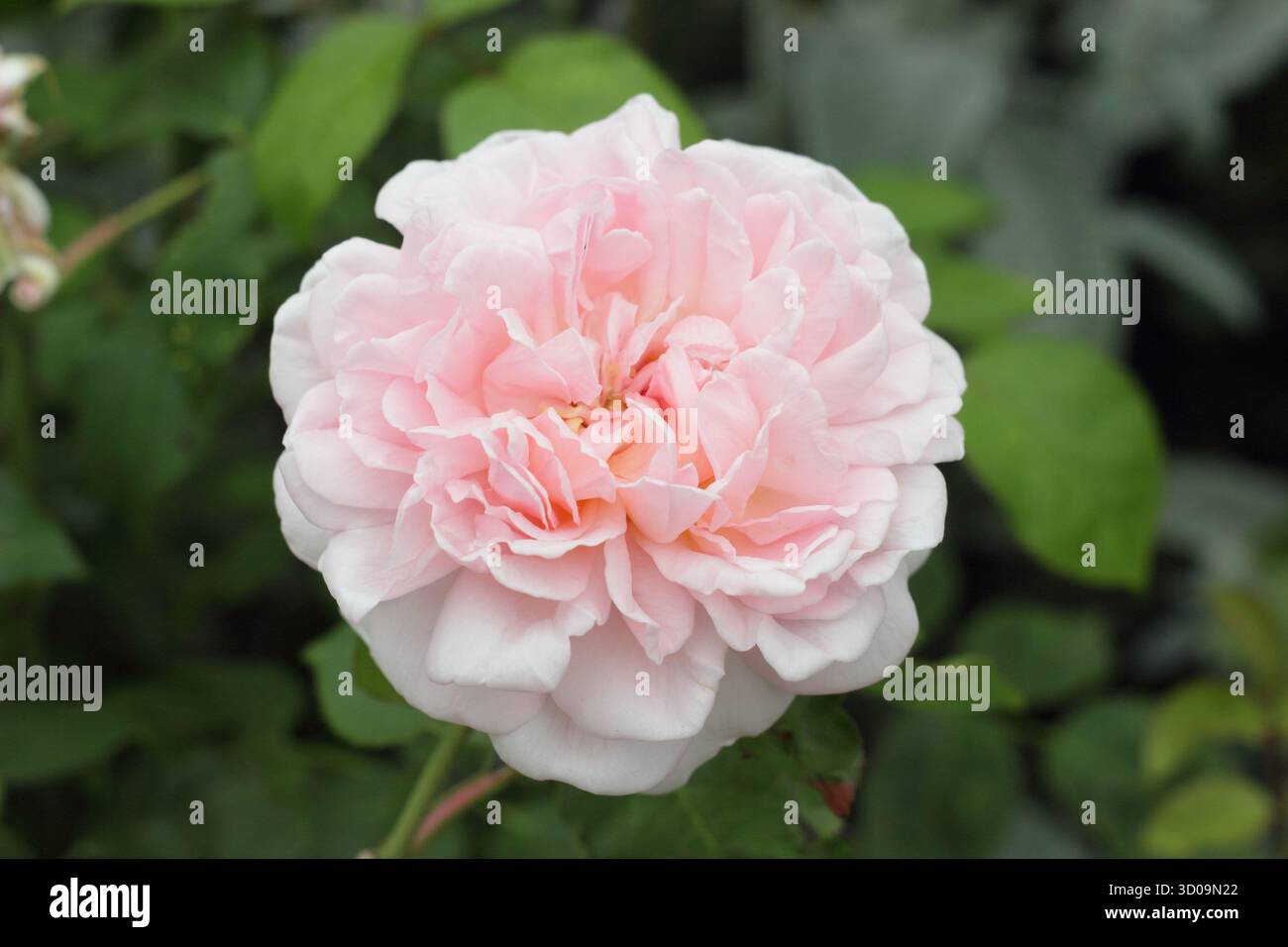 Rosa Eglantyne (Ausmak), rosa inglese allevata da David Austin con classico profumo di rosa vecchio. Chiamato anche Rosa 'Eglantyne Jebb' Foto Stock