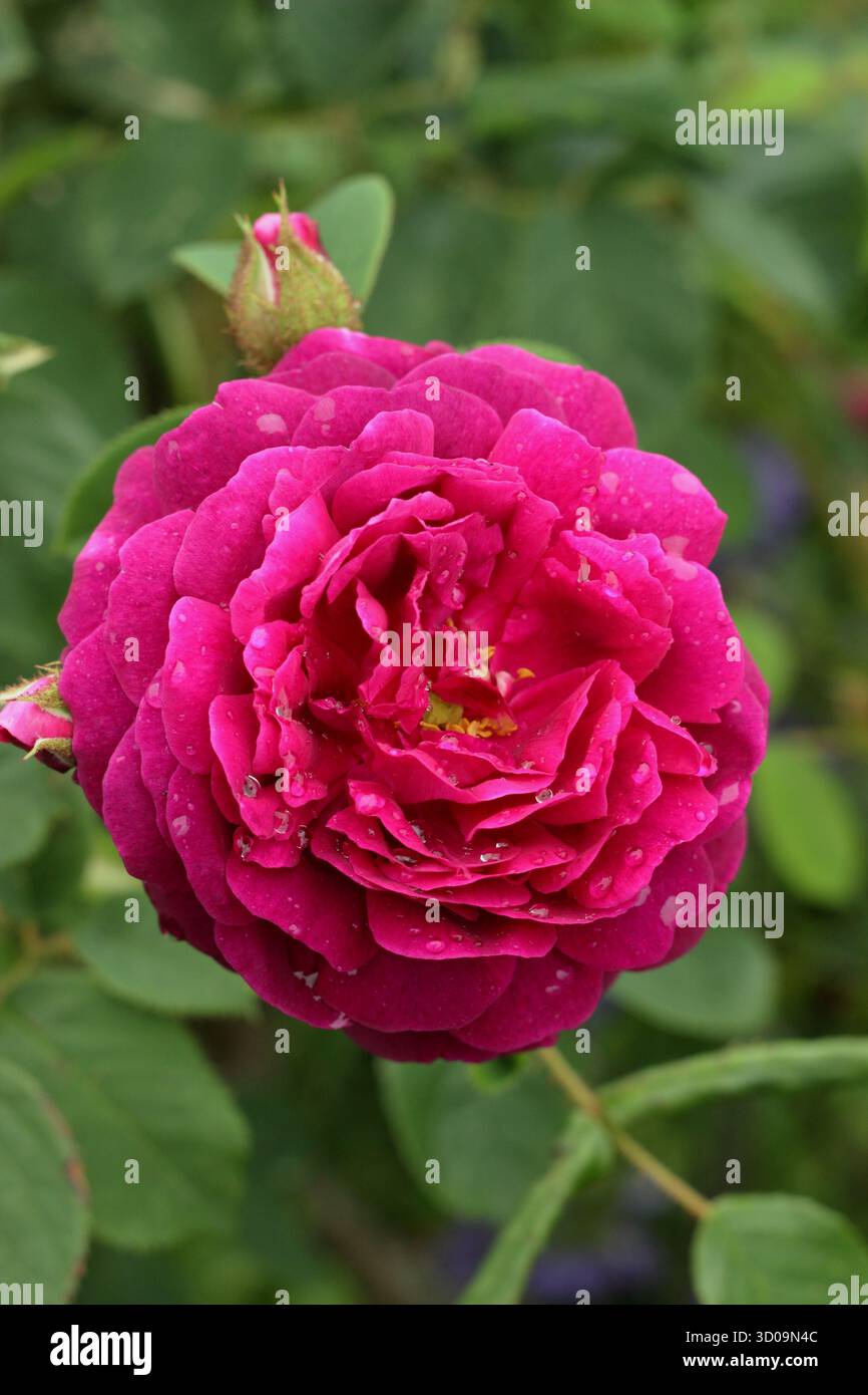 Rosa Henri Martin, una vecchia rosa con semi doppi fiori cremisi, chiamata anche Rosa x centifolia "Henri Martin" Foto Stock
