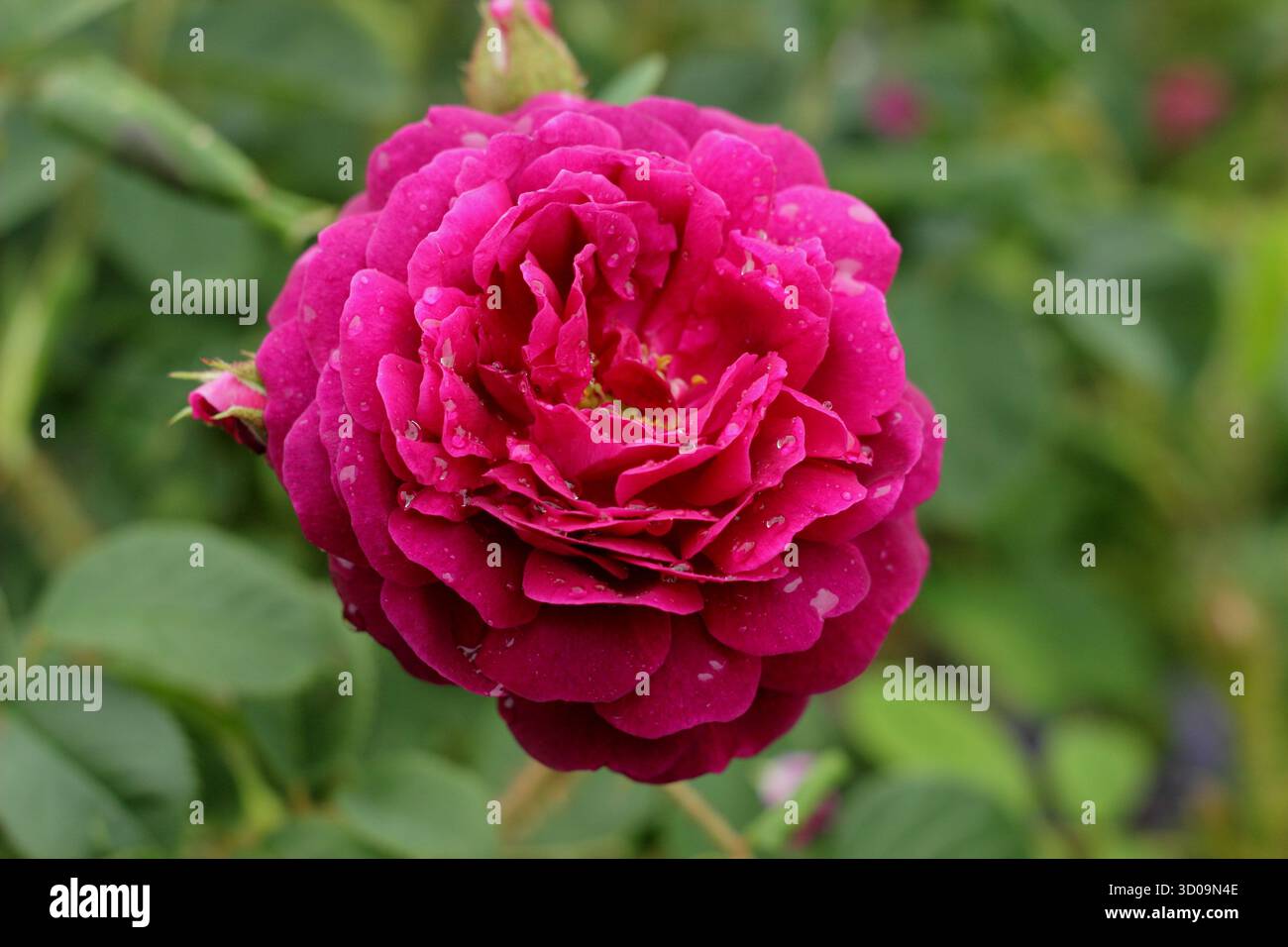 Rosa Henri Martin, una vecchia rosa con semi doppi fiori cremisi, chiamata anche Rosa x centifolia "Henri Martin" Foto Stock