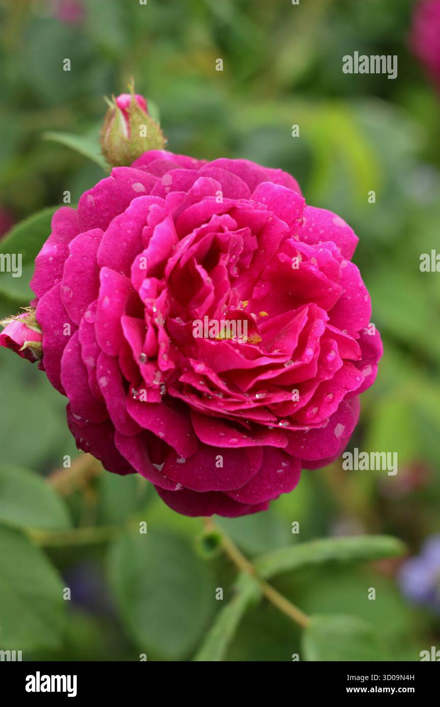 Rosa Henri Martin, una vecchia rosa con semi doppi fiori cremisi, chiamata anche Rosa x centifolia "Henri Martin" Foto Stock