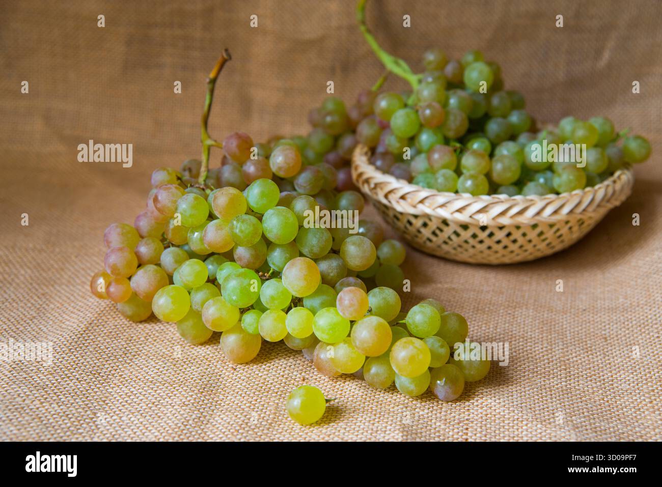 Grappoli di uva da Vinalopo. Alicante, Spagna. Foto Stock