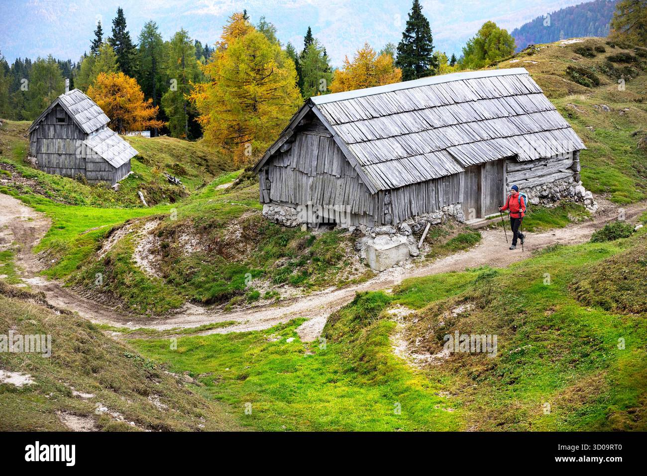 Prato alpino di Krstenica, alto sopra il lago di Bohinj in colori autunnali, tradizionali capanne di pastori in legno circondate da larici, escursionista femminile, Slovenia Foto Stock