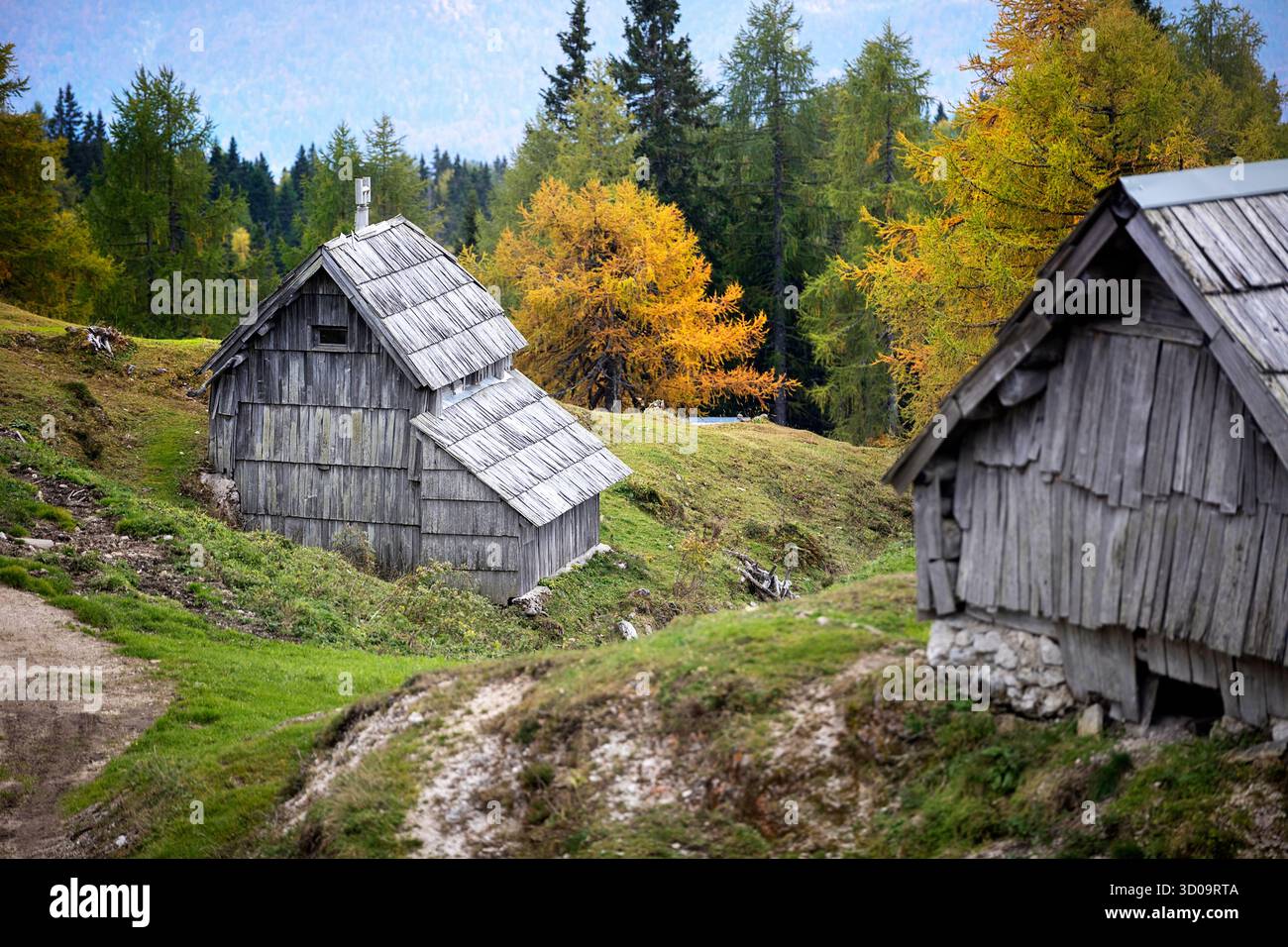 Prato alpino di Krstenica, alto sopra il lago di Bohinj in colori autunnali, tradizionali capanne di pastori in legno circondate da larici, Slovenia Foto Stock
