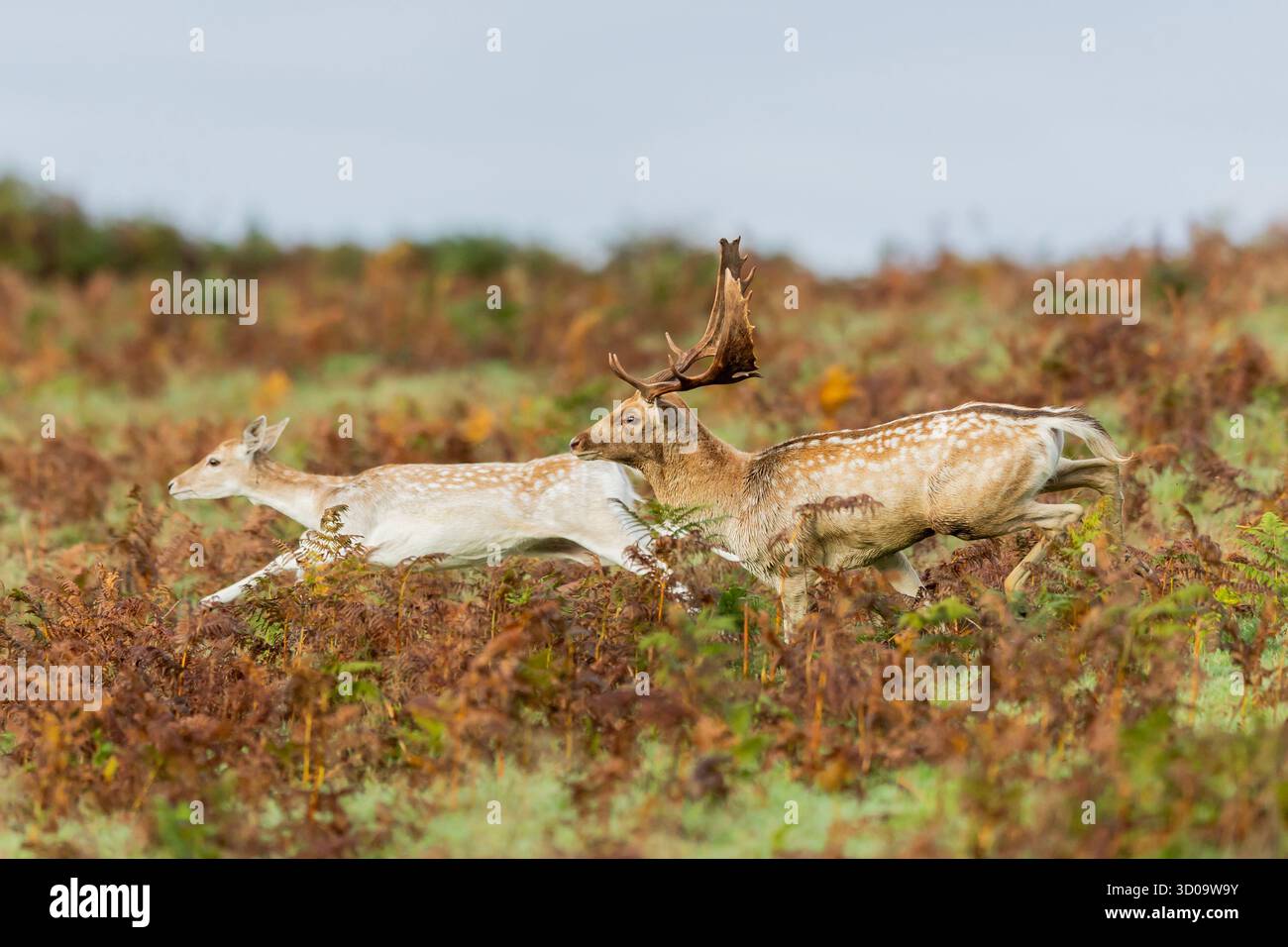 I Red Stag Deer fanno colpo sulla loro roba per impressionare il cervo femminile e combattere altri cervi durante la stagione di cervi al Bradgate Park nel Leicestershire Foto Stock