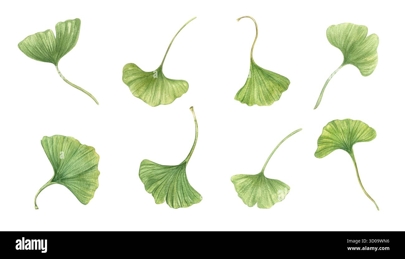 Green Gingko biloba lascia clip art per illustrazioni ad acquerello su sfondo isolato. Primavera sana foglia di pianta tropicale in stile realistico. Foto Stock