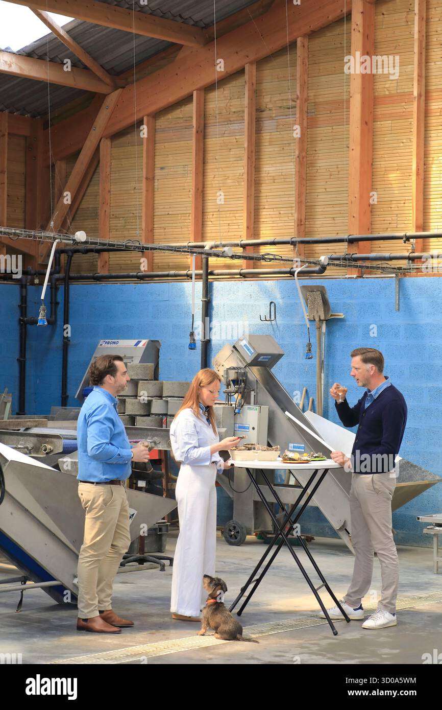 Francia, Calvados (14), Meuvaines, ostriche Farmers Les huitres de Fanny et Charles, degustazione presso il produttore con Normandy Insider e possibilità di vendita diretta Foto Stock