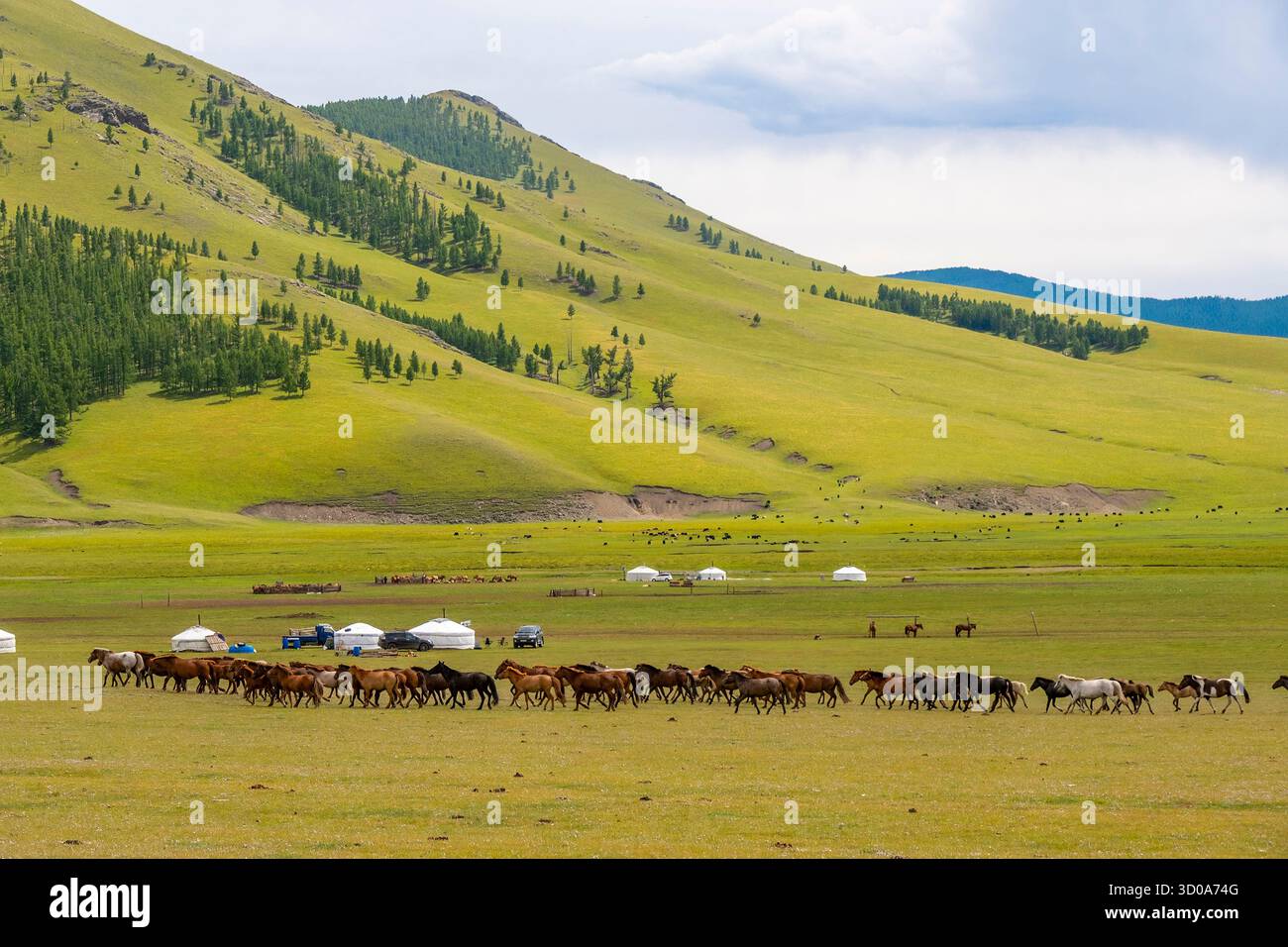 Mongolia, provincia dell'Arkhangai, zona di Tsenkher, branco di cavalli e yurts Foto Stock