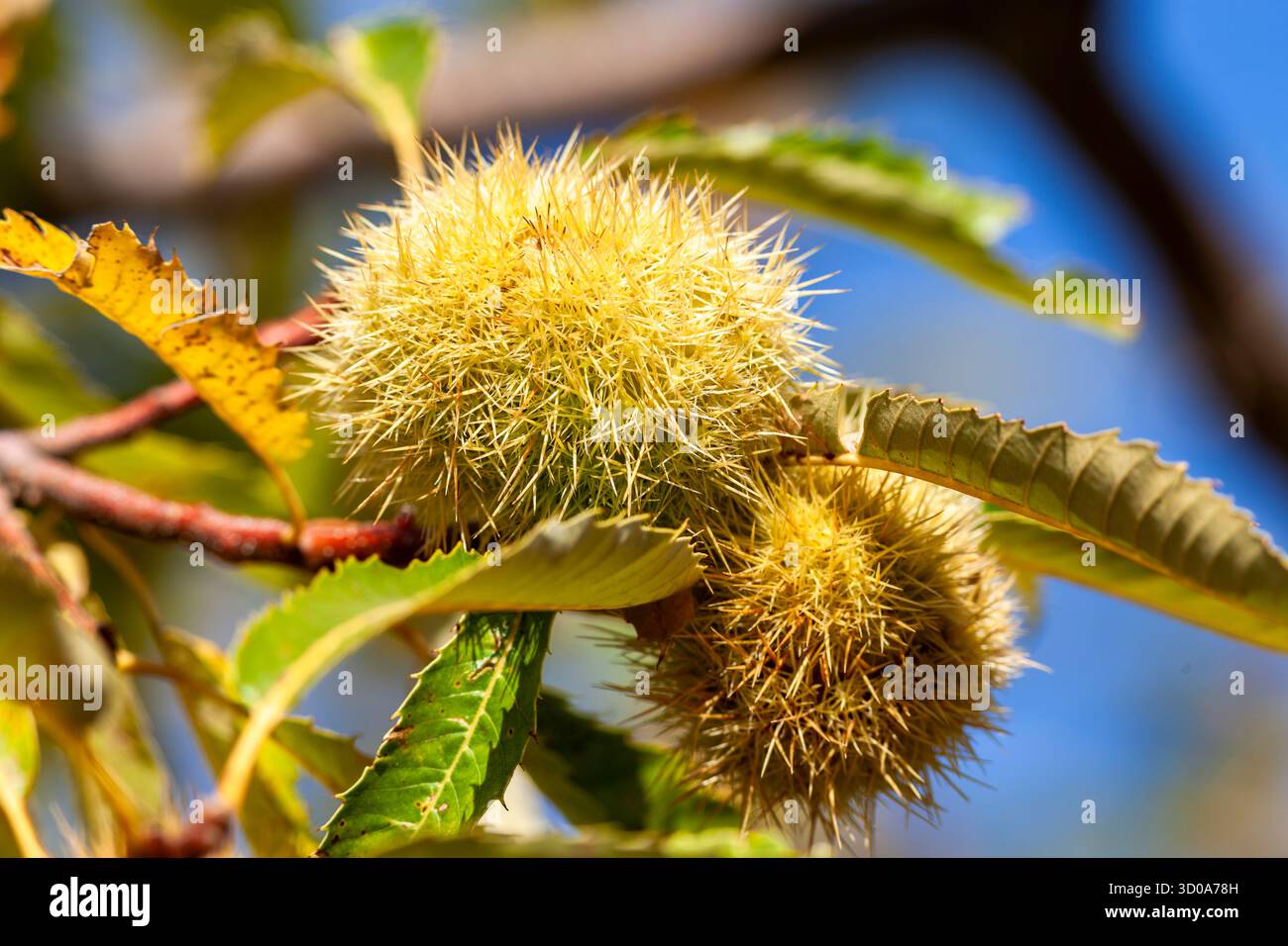 castagne, castagni, castagneti, fresa di castagne, autunno, ottobre, raccolto, foresta, stagione, foglie Foto Stock