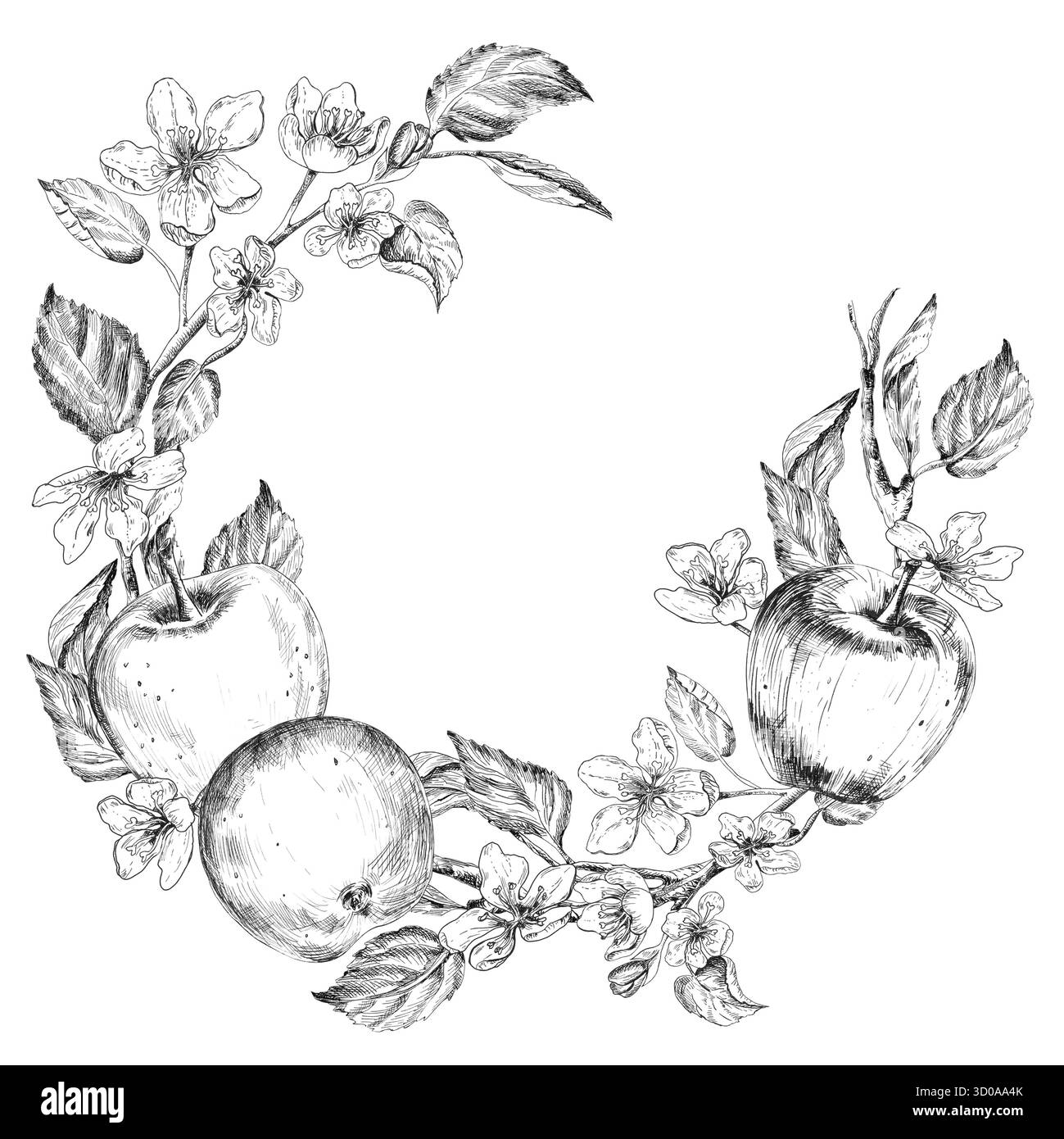 Struttura circolare disegnata a inchiostro di mele, fiori, foglie in corona. Disegno in bianco e nero. Clipart di frutta bianco e nero. Illustrazione disegnata a mano per il cibo Foto Stock