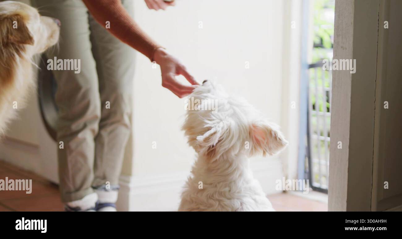 Dar da mangiare a un piccolo cane soffice, donna a maniche lunghe che tiene in alto il trattamento in entrata vicino alla porta aperta Foto Stock