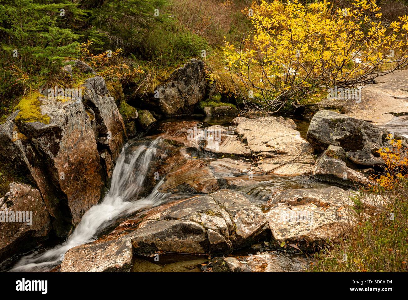 WA28620-00...WASHINGTON - colori autunnali lungo Swift Creek nella Mount Baker-Snoqualmie National Forest. Foto Stock
