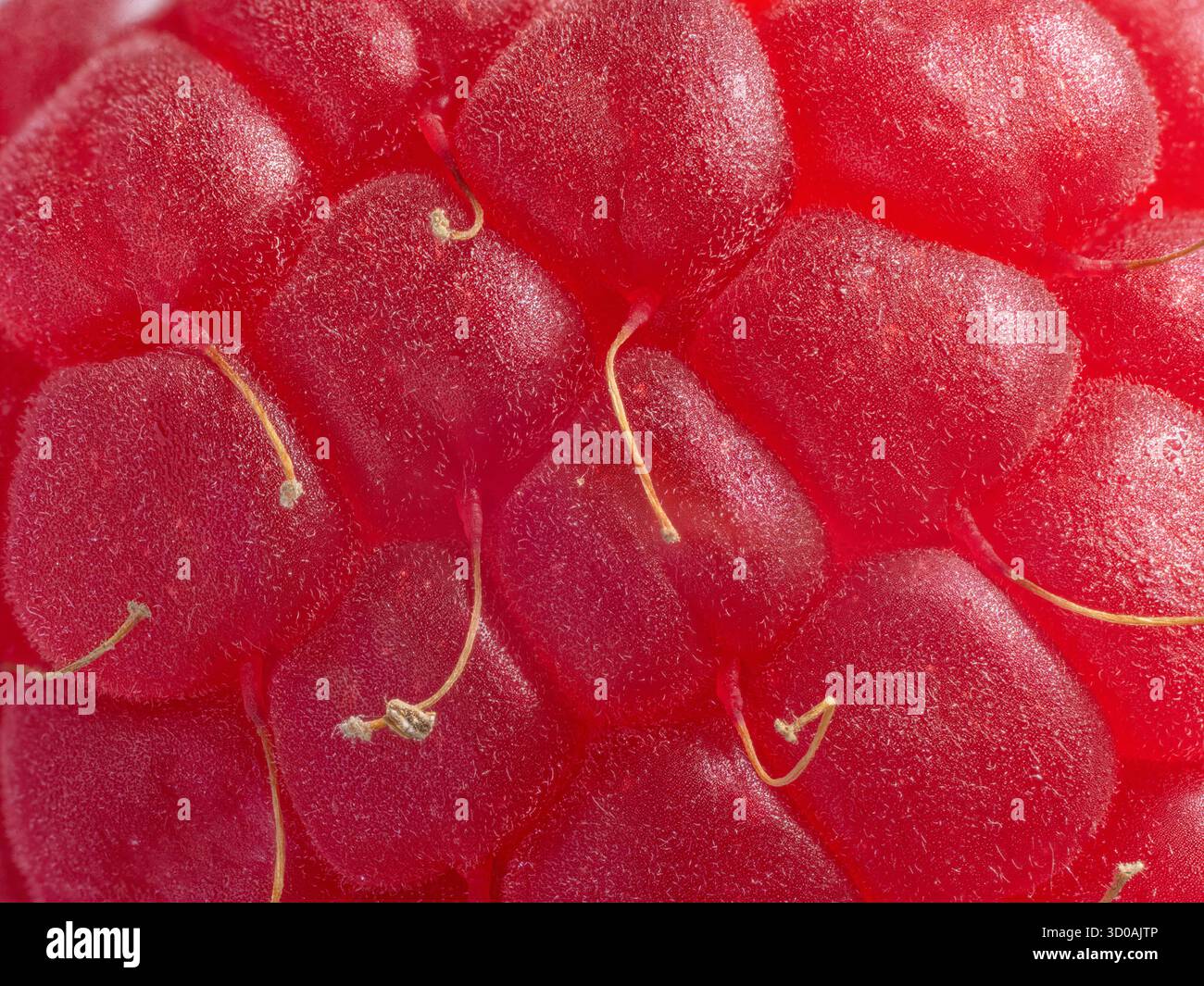 Pelle di lampone rosso maturo e fresco primo piano. Immagine ad alta risoluzione. Foto Stock