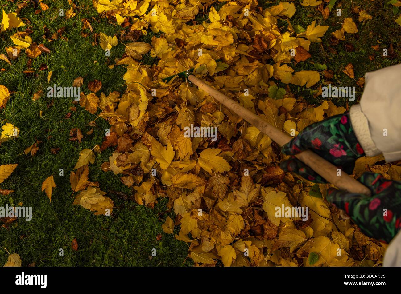 Donna bionda che indossa leggings e guanti da giardinaggio colorati che rastrellano foglie autunnali in un giardino sul retro. Attività all'aperto stagionali con pulizia autunnale, Foto Stock