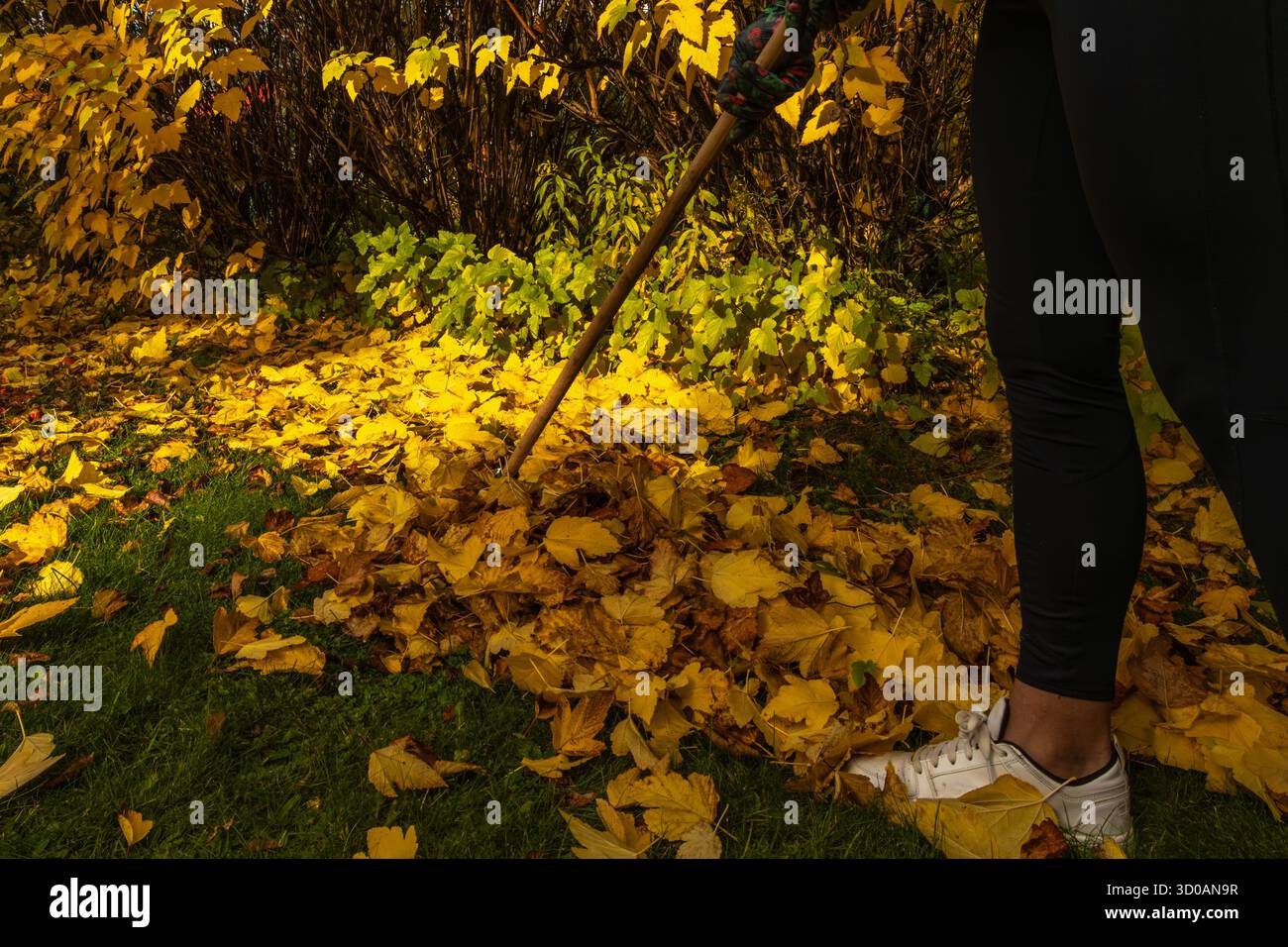 Donna bionda che indossa leggings e guanti da giardinaggio colorati che rastrellano foglie autunnali in un giardino sul retro. Attività all'aperto stagionali con pulizia autunnale, Foto Stock