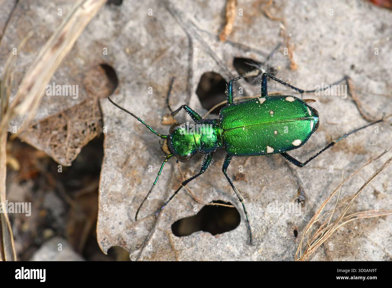 Tiger Beetle a sei macchie, Cicindela sexguttata Foto Stock