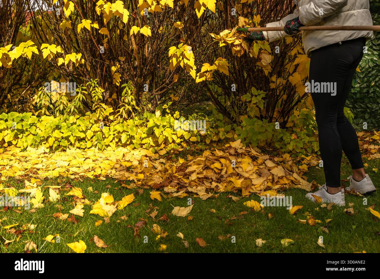 Donna bionda che indossa leggings e guanti da giardinaggio colorati che rastrellano foglie autunnali in un giardino sul retro. Attività all'aperto stagionali con pulizia autunnale, Foto Stock