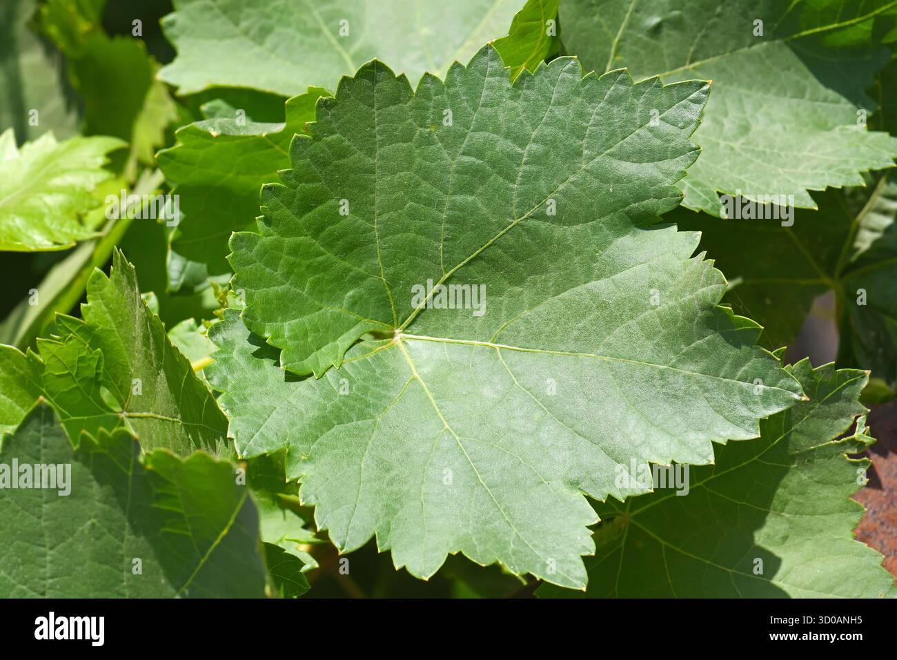 Primo piano delle foglie di vite Foto Stock