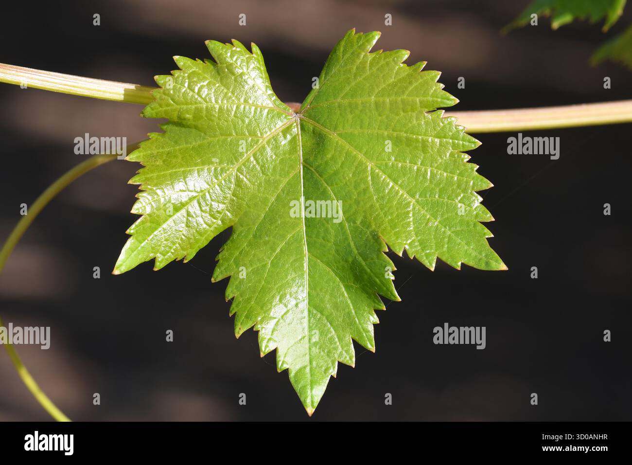 Primo piano delle foglie di vite Foto Stock
