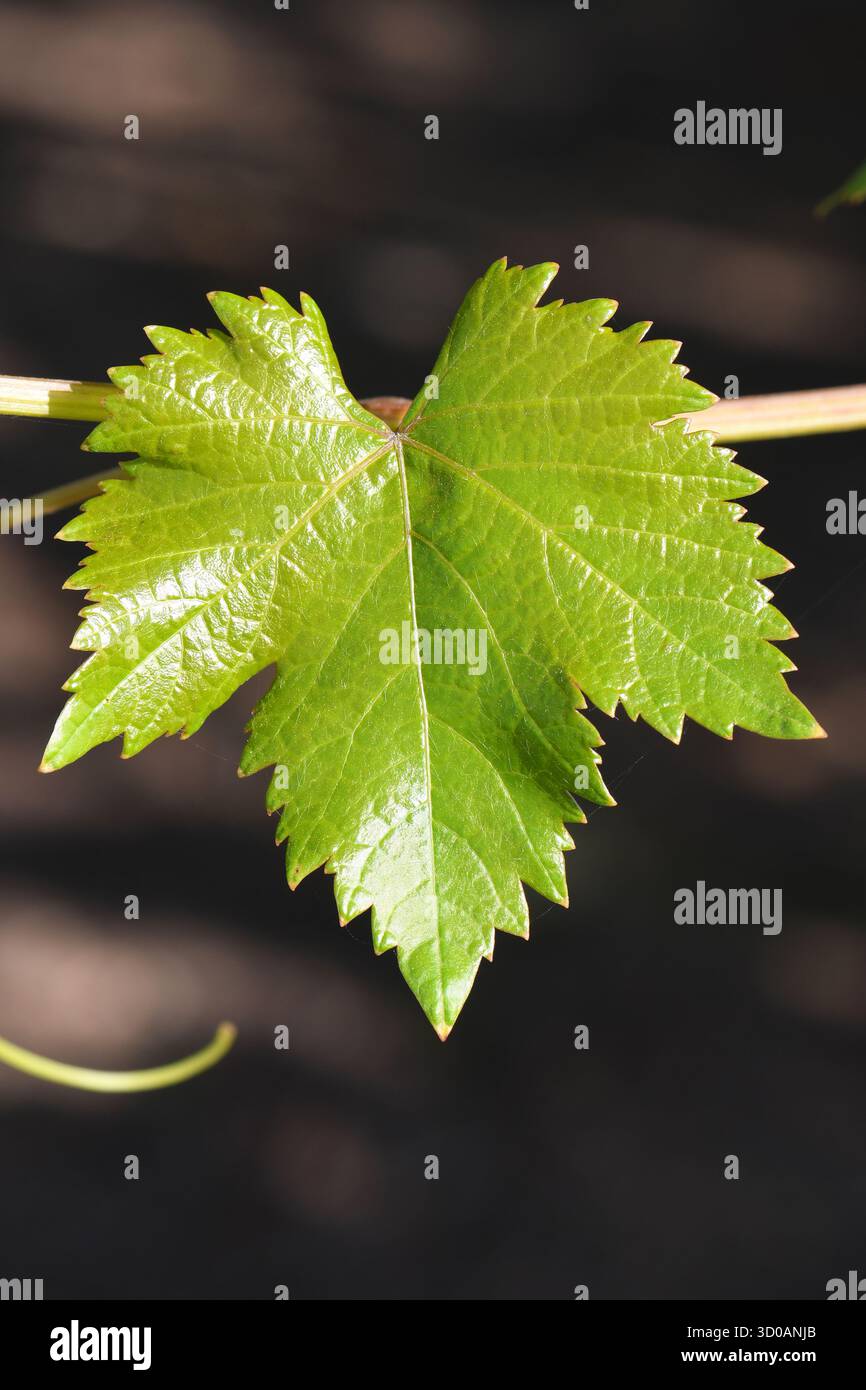 Primo piano delle foglie di vite Foto Stock