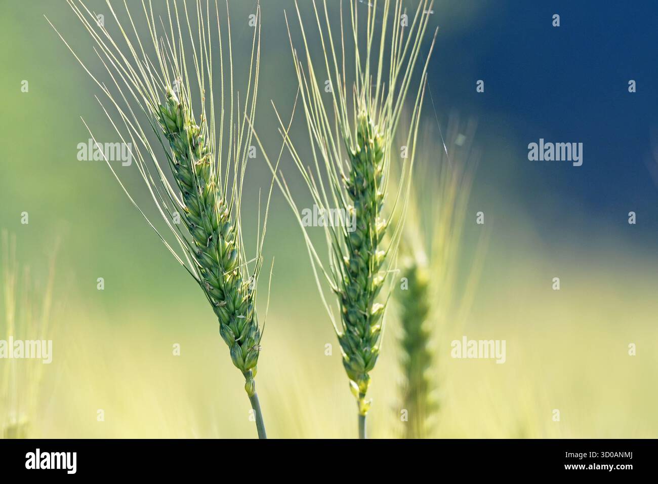 Grano verde nel campo - primo piano Foto Stock