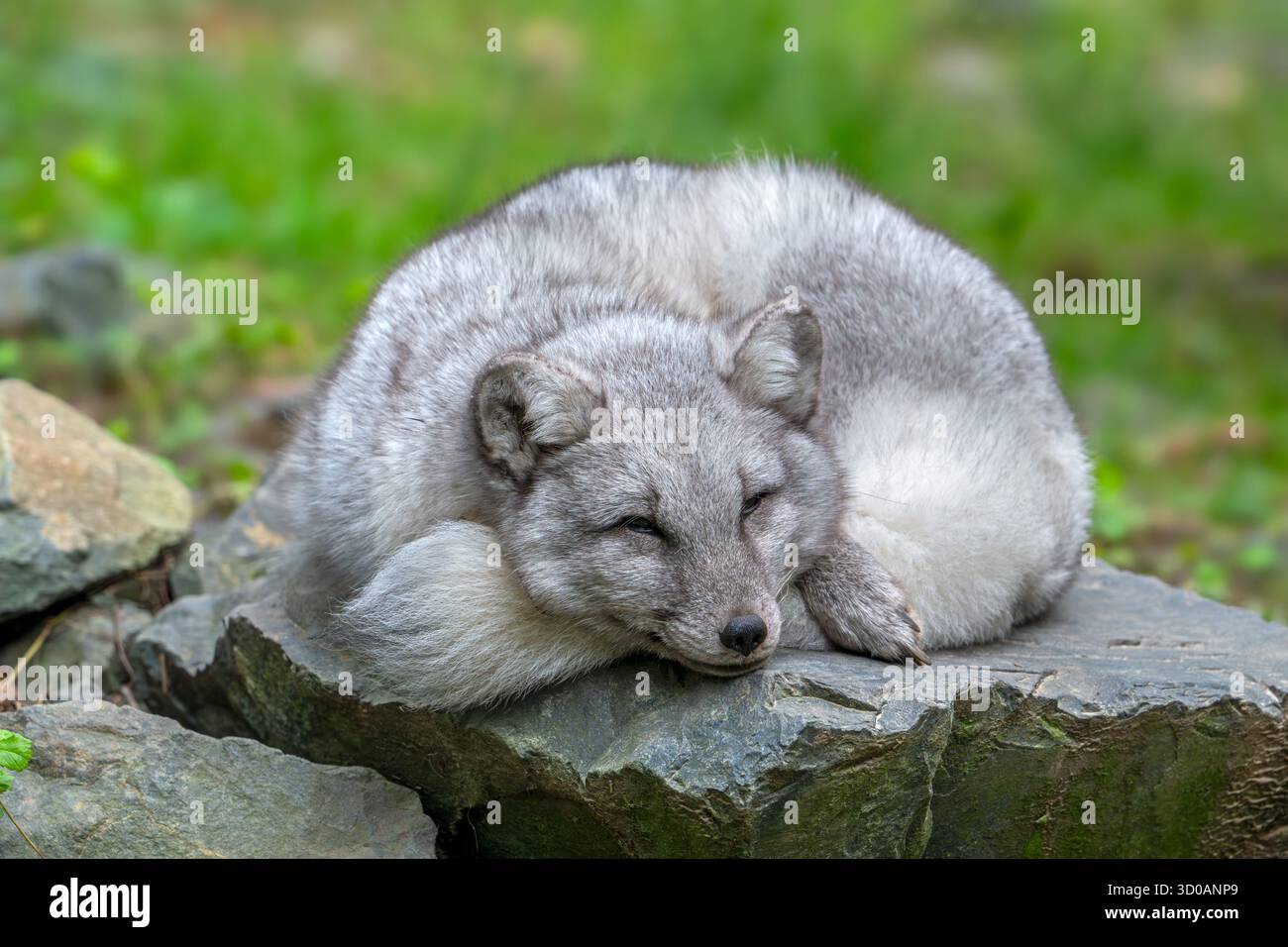 Volpe artica / volpe bianca / volpe polare / volpe delle nevi (Vulpes lagopus) che dormono arricciati sulla roccia, mostrando cambiamenti di colore stagionali nel suo cappotto in autunno / autunno Foto Stock