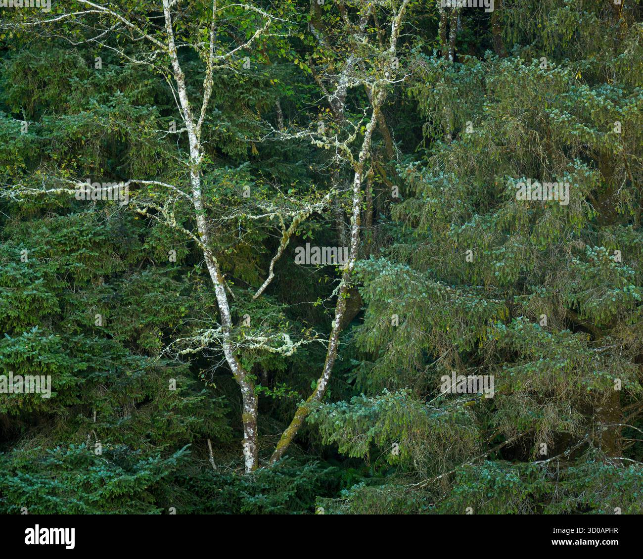 Alberi di Alder e abete rosso a Shi Shi Beach nell'Olympic National Park sulla costa di Washington. Foto Stock