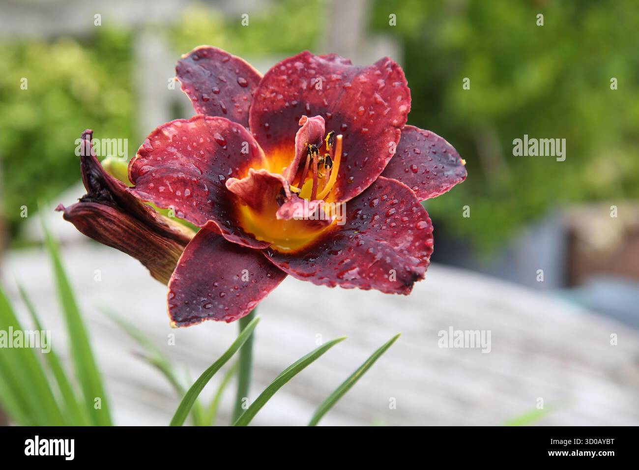 Ballerina voodoo Lily (Hemerocallis) Foto Stock