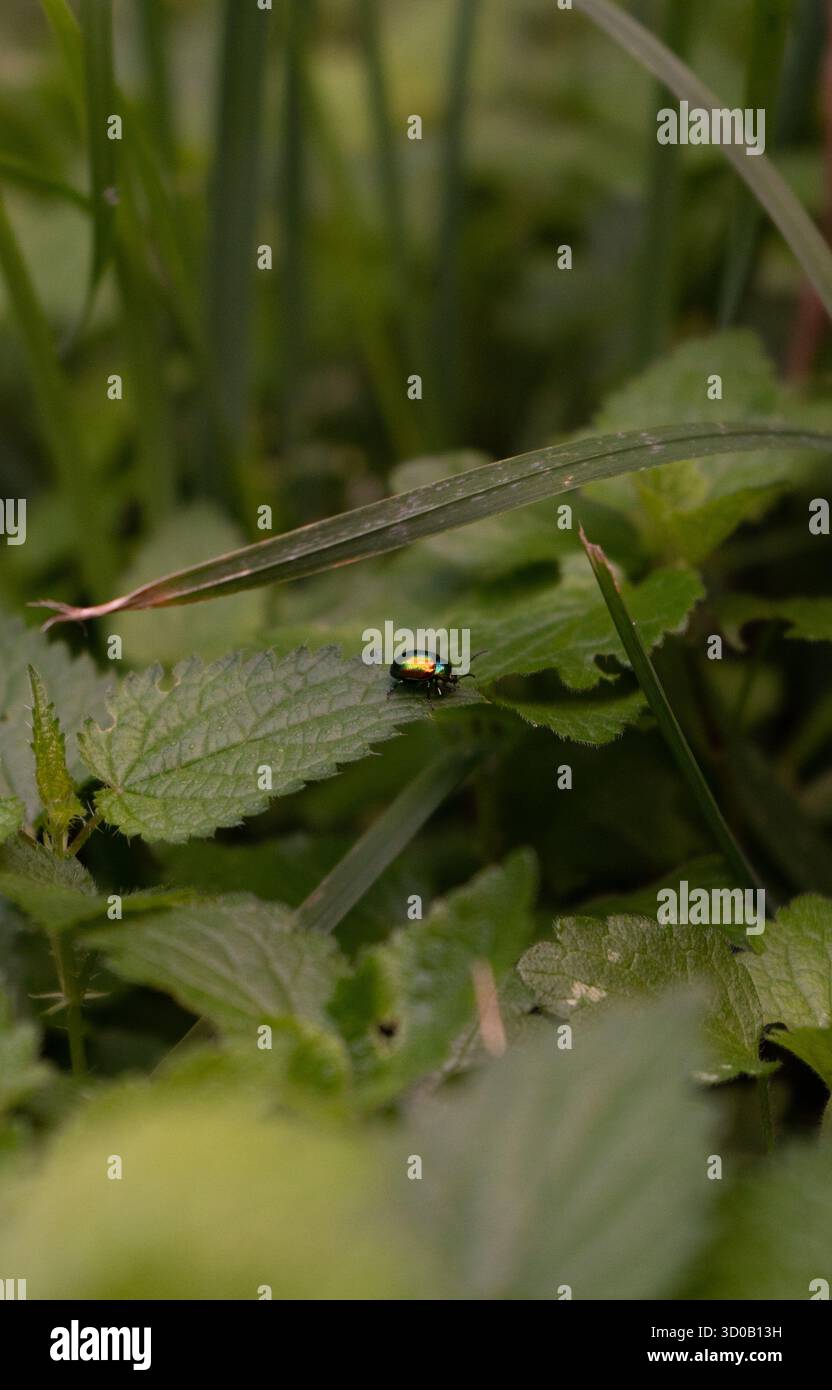 Insetto iridescente della natura Foto Stock