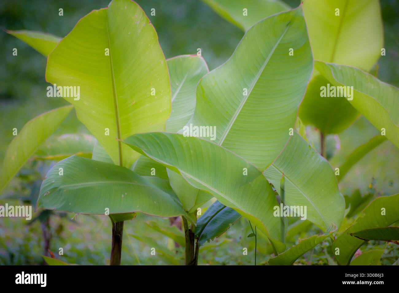 Grandi foglie a forma di pagaia di una pianta del genere Musa acuminata, comunemente nota come pianta di banana Foto Stock