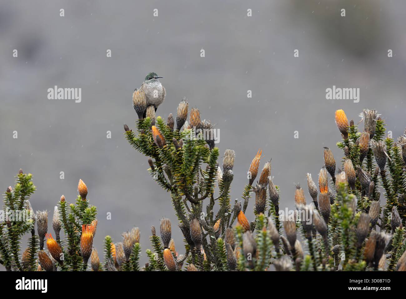 Chimborazo Hillstar femminile (Oreotrochilus chimborazo) arroccata su chuquiragua nel Páramo durante la pioggia leggera, Chimborazo, Ecuador Foto Stock
