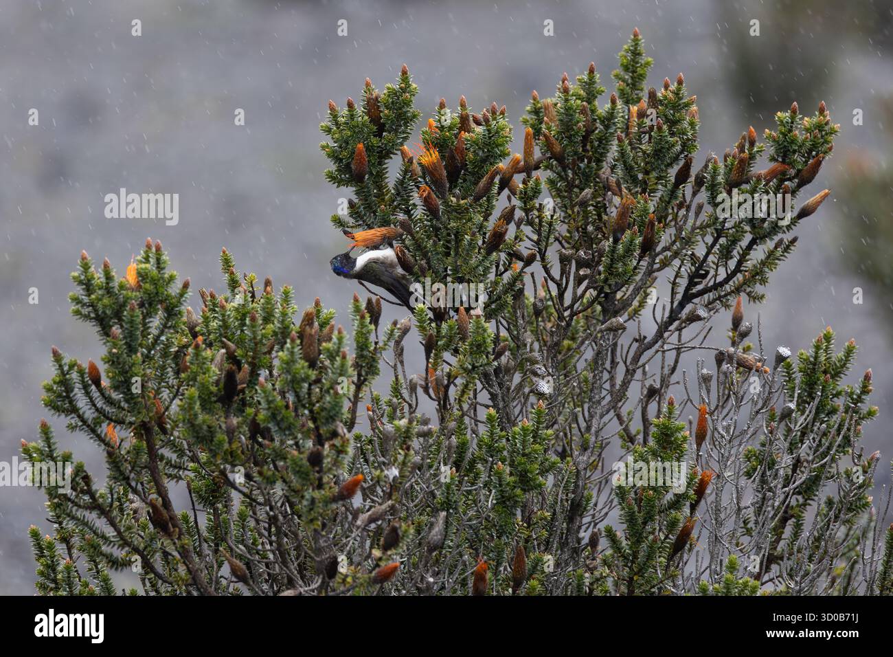 Chimborazo Hillstar (Oreotrochilus chimborazo) si nutre di fiori chuquiragua nel Páramo durante la pioggia leggera, Chimborazo, Ecuador Foto Stock