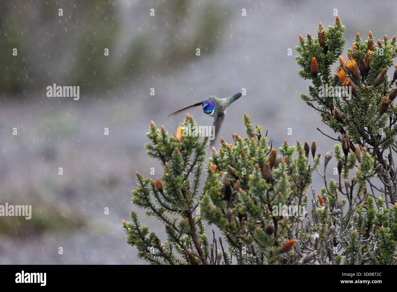 Chimborazo Hillstar (Oreotrochilus chimborazo) che si libra vicino ai fiori chuquiragua nel Páramo durante la pioggia leggera, Chimborazo, Ecuador Foto Stock