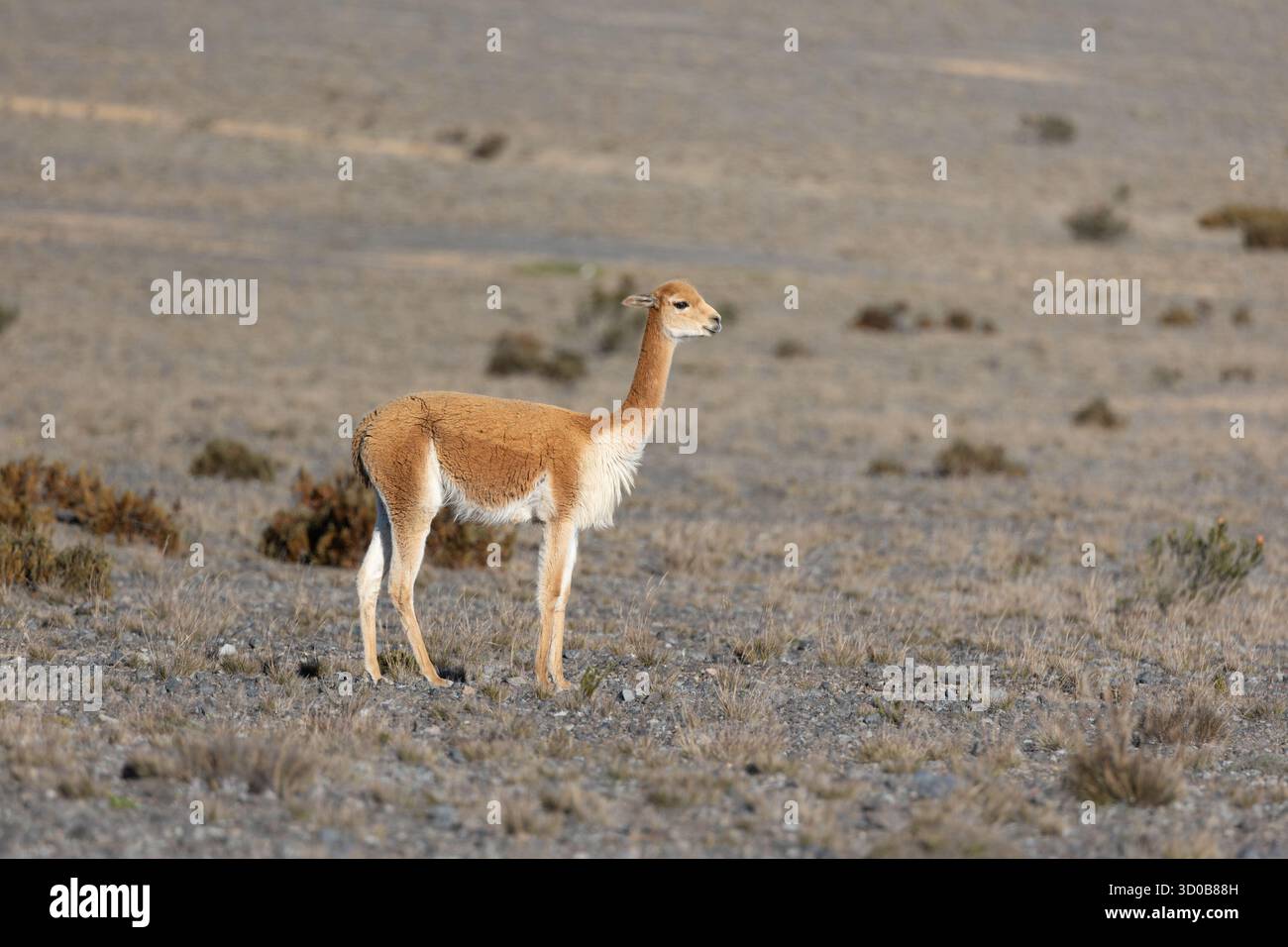 VICUÑA (Vicugna vicugna) si trova nelle alte praterie andine Páramo vicino al vulcano Chimborazo, Ecuador Foto Stock