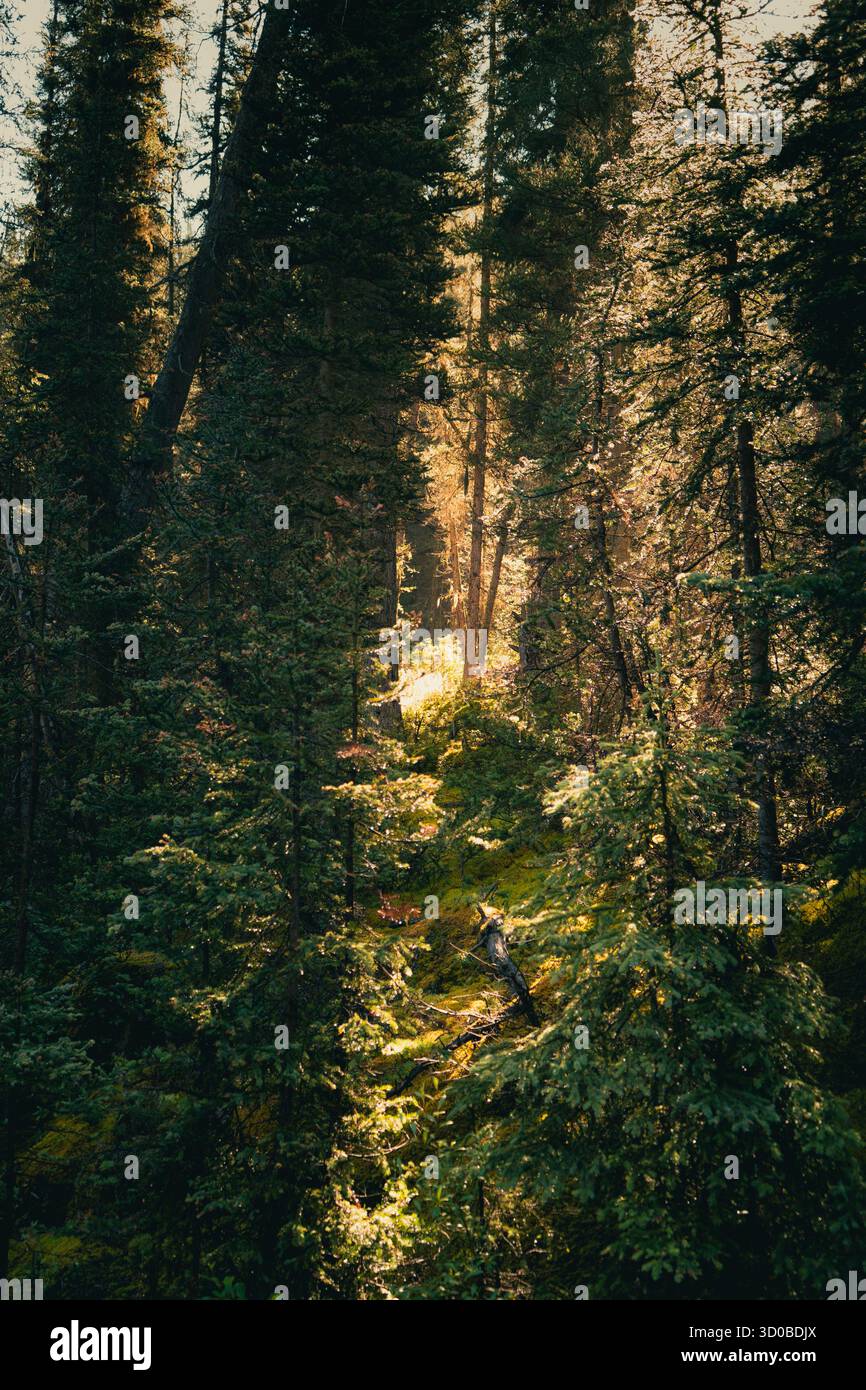 La luce del sole brilla tra gli alberi della foresta, gettando ombre sul terreno. Lago Ohara, British Columbia Foto Stock
