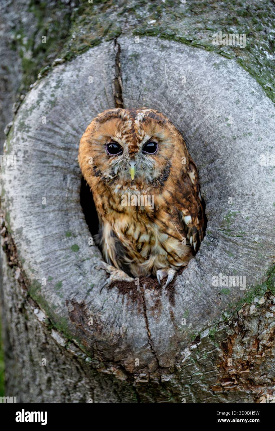 Gufo di Tawny (Strix aluco) che riposa all'interno di una cavità dell'albero, perfettamente mimetizzato contro la corteccia Foto Stock