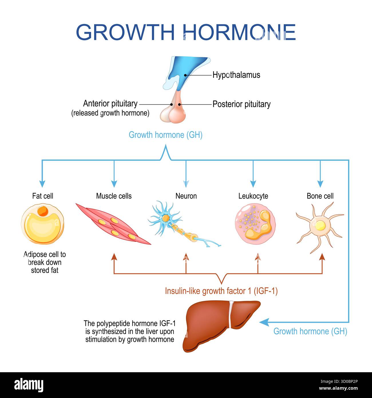 Funzione dell'ormone della crescita. Sistema endocrino umano. Illustrazione vettoriale Illustrazione Vettoriale