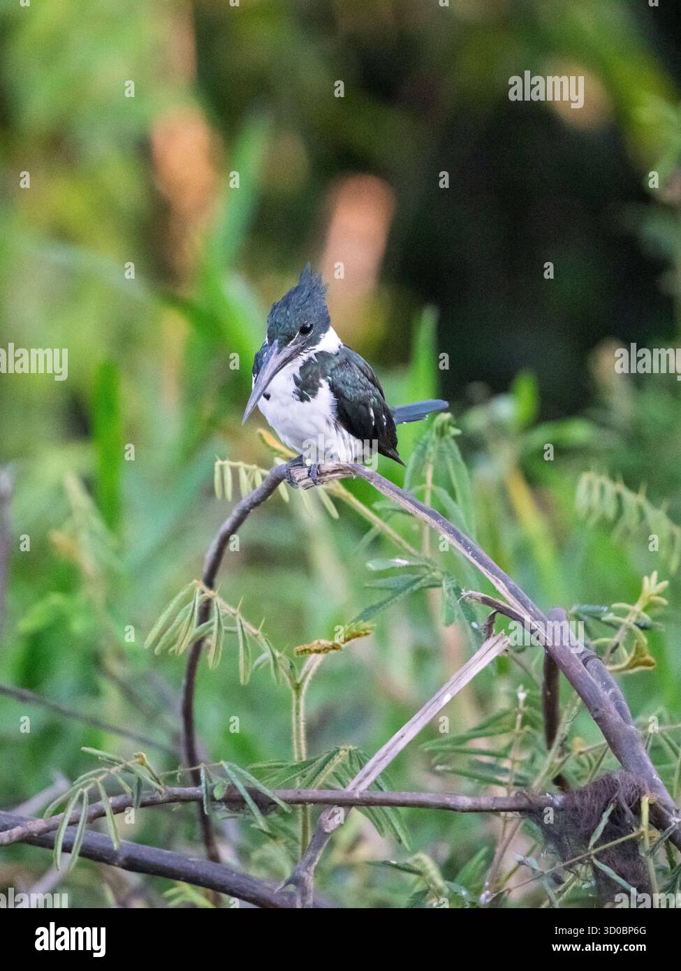Green kingfisher (Chloroceryle americana) nel Pantanal brasiliano Foto Stock