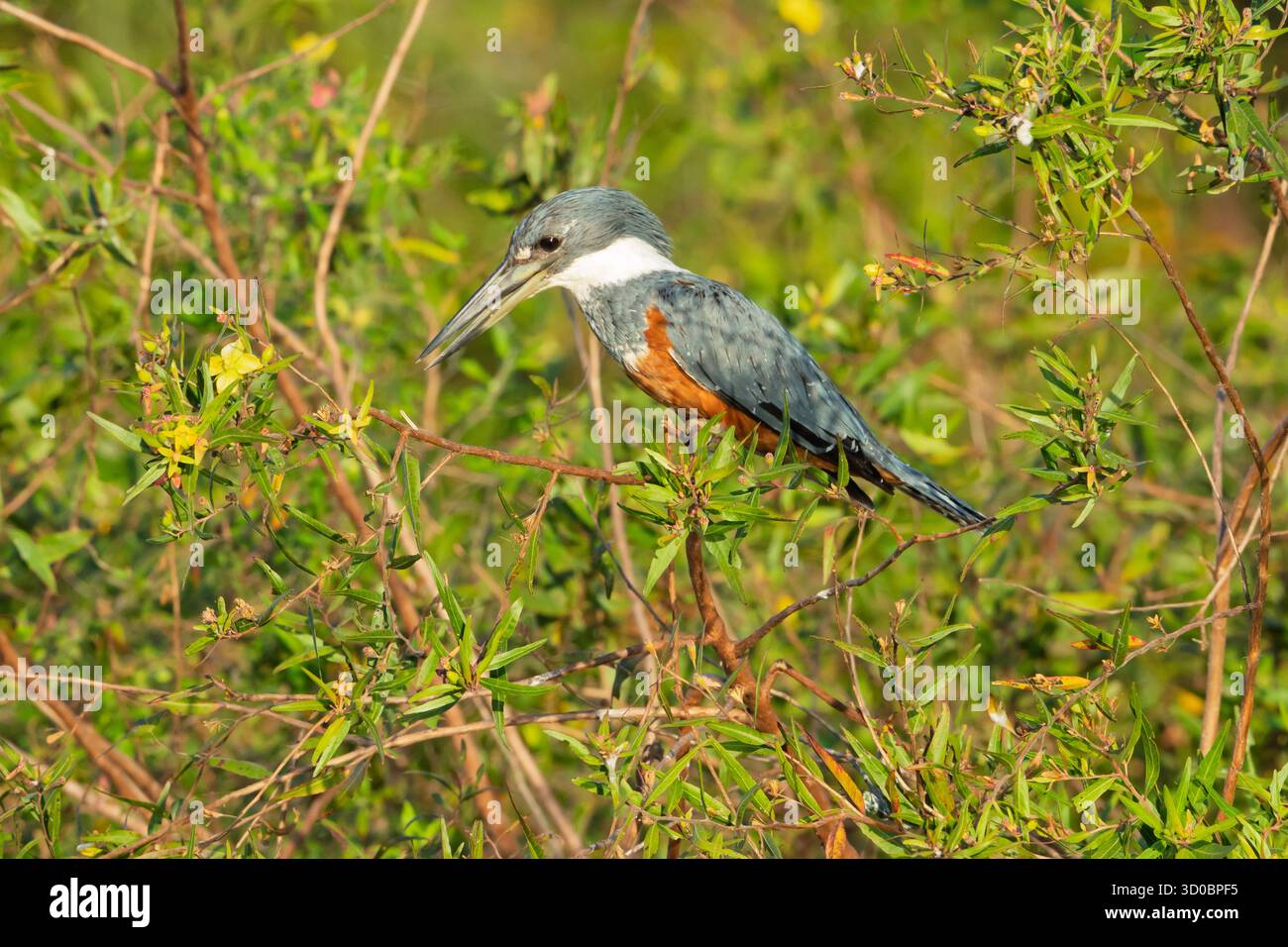 kingfisher ad anello (Megaceryle torquata) nel Pantanal brasiliano Foto Stock