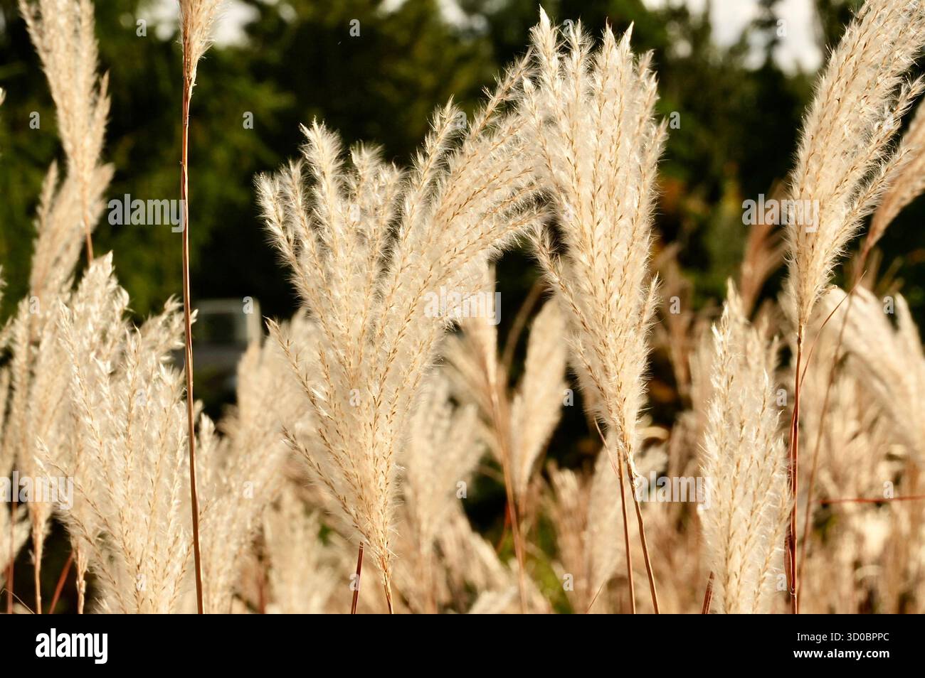 Erba di Pampas al sole della sera, primo piano. Foto Stock